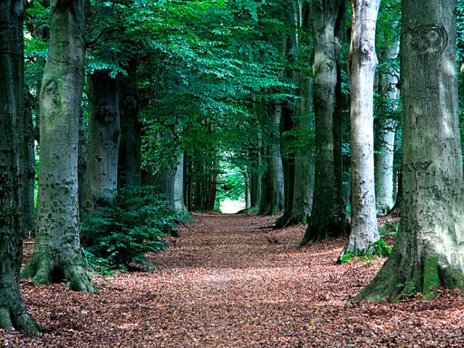 Rijsterbos Gaasterland